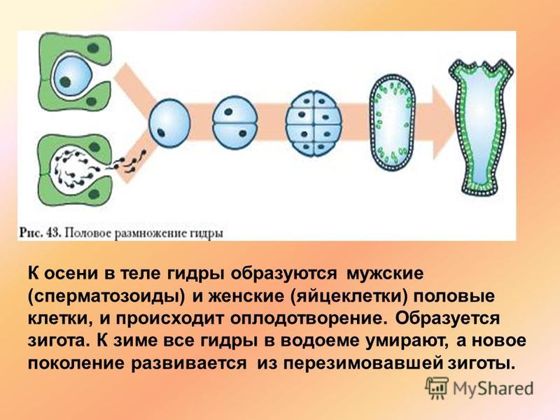 Кракен нрк